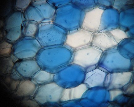 Biology help online